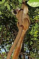 * Nomination Black lemur (Eulemur macaco) female, Lokobe --Charlesjsharp 14:45, 11 January 2019 (UTC) * Promotion  Support Good quality. --Ermell 16:23, 11 January 2019 (UTC)