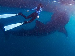 whale shark