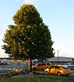 Victoria International Airport, Canada