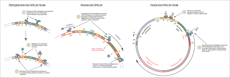 File:Lytic cycle expression.svg