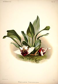 plate 25 Maxillaria sanderiana
