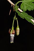   Ribes divaricatum