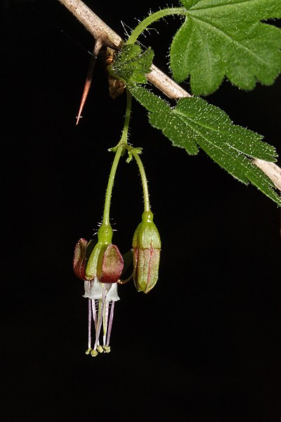 File:Ribes divaricatum 5378.JPG