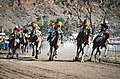 Camel racing, Camel Cup