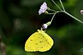 * Nomination Close wing Nectaring of Eurema hecabe (Linnaeus, 1758) – Common Grass Yellow (by Arky1993) --Sandipoutsider 10:18, 21 June 2024 (UTC) * Decline  Oppose Too soft IMO --MB-one 12:55, 21 June 2024 (UTC)