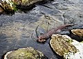 The Eurasian otter (Lutra lutra), Silkeborg, Denmark