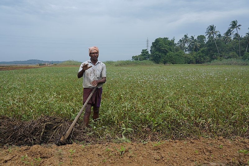 File:A farmer in Kerala 06.jpg