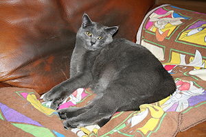 Chartreux.