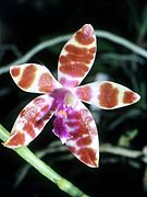 Phalaenopsis mariae