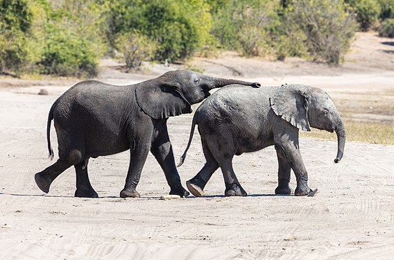 African bush elephants (Loxodonta africana), Chobe National Park