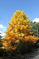 Tree in autumn, PAN Botanical Garden in Warsaw, Poland