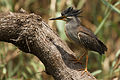 ◆2013/02-74 ◆Category File:Striated Heron-001.jpg uploaded by Leo za1, nominated by NJR ZA