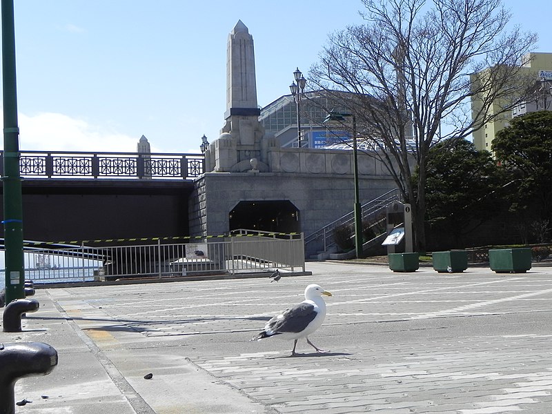 File:かもめ（Gull walking） - panoramio.jpg