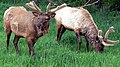 Elk bulls with springtime antlers cloaked in velvet