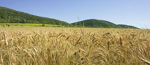 Wheat board, Northern Hungary, the background of the mountains Cserhat