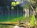 Forest behind Kaindy Lake, and trees drowned when lake formed