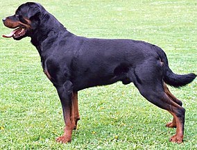 Black-and-tan dogs