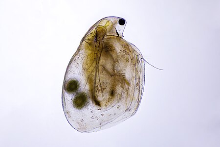Simocephalus sp. are 3-4 mm in length, round animals that are covered in a bivalve carapace