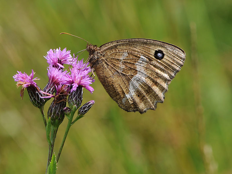 File:Blauäugiger Waldportier, Minois dryas.JPG