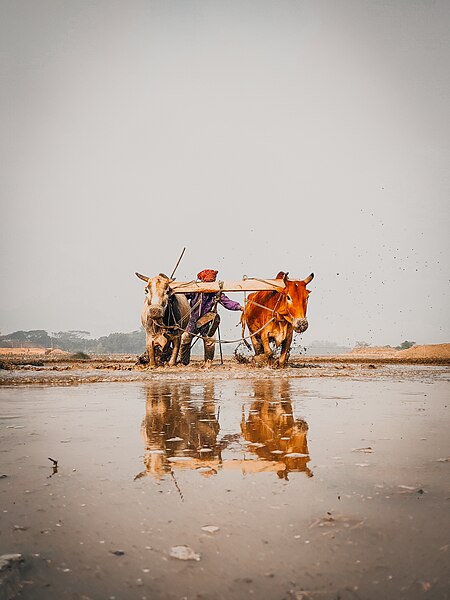 File:The Bangladeshi Farmer.jpg