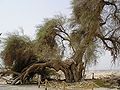 Ancient Sheizaf Tree in Ein Hatzeva