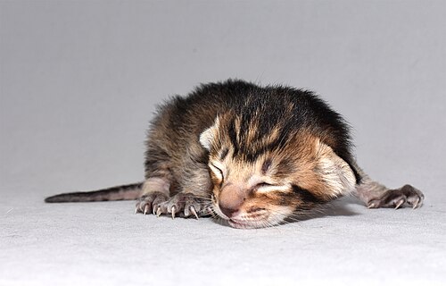 6-day-old black Oriental Shorthair kitten