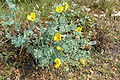 Glaucium flavum Greece - Thassos