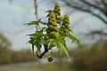 inflorescence