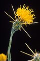 Yellow star thistle Centaurea solstitialis