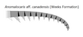 Anomalocaris aff. canadensis アノマロカリス未命名種 (Weeks Formation)