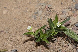 Moehringia macrophylla