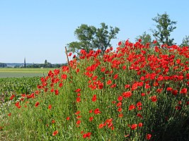 Grand-Reng, the popies on the knoll.