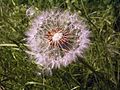 Dandelion