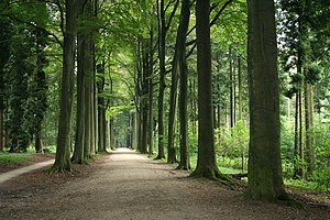 The King Walk in the arboretum of Tervuren, Belgium.