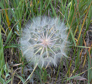 Western Salsify Wishie