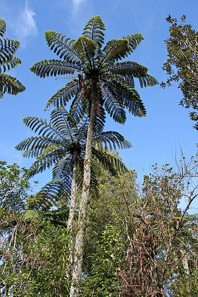 File:Cyathea-med2.jpg