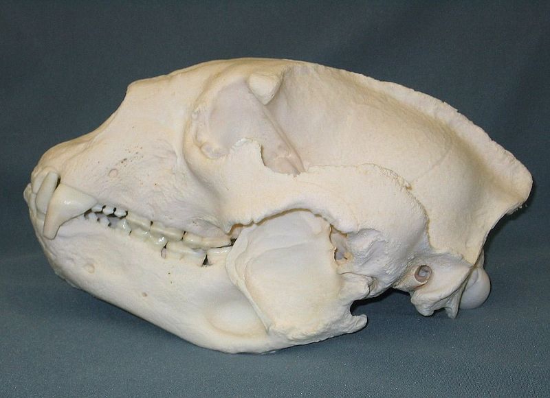 File:Spectacled bear skull.JPG