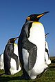 "Falkland_Islands_Penguins_35.jpg" by User:Überraschungsbilder