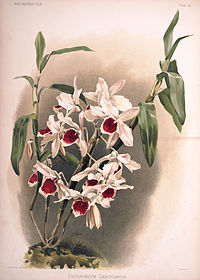 plate 50 Dendrobium × leechianum