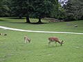 Deer Park