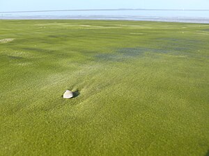 Green sand and…