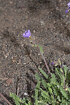 Polemonium pulcherrimum