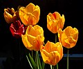 * Nomination Yellow tulips --F. Riedelio 06:23, 16 April 2022 (UTC) * Promotion Good quality. -- Ikan Kekek 06:38, 16 April 2022 (UTC)