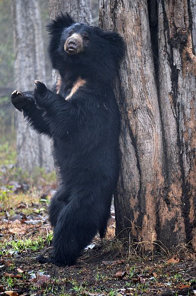File:Standing Sloth Bear.jpg