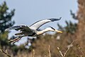 * Nomination Grey heron (Ardea cinerea) flying --Alexis Lours 21:08, 6 March 2022 (UTC) * Promotion  Support Good quality. --Rjcastillo 22:50, 6 March 2022 (UTC)