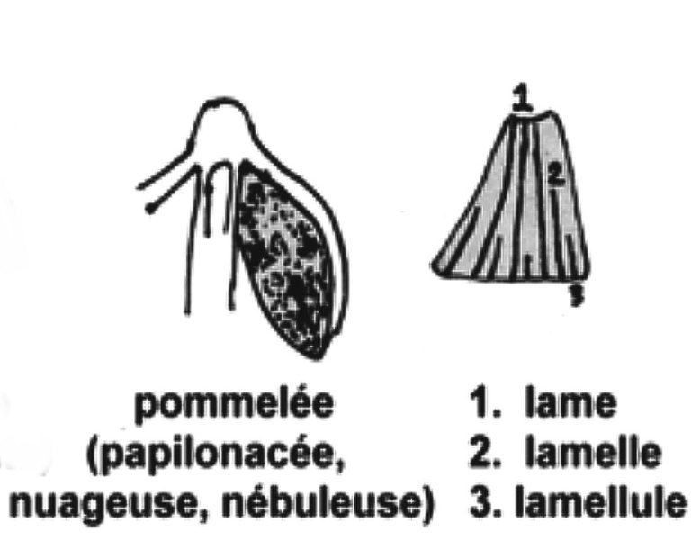 File:Agaricales Lame longueur et nuageuse.jpg