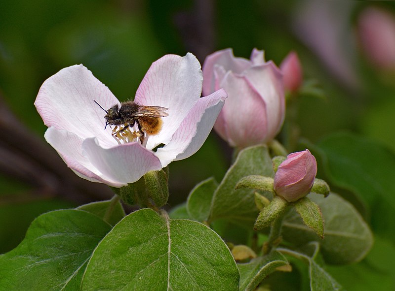 File:Honey bee (Ápis melliféra) on quince (Cydōnia) flower.jpg