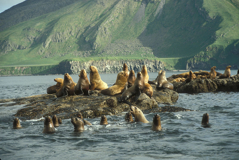 File:Amak Island, Steller's Sea Lion haul out.jpg