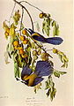 Illustration of Florida Scrub Jay Aphelocoma coerulescens by John James Audubon from Birds of America.