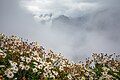 * Nomination Argyranthemum pinnatifidum growing at Boca da Corrida, Madeira --Ximonic 13:19, 23 June 2023 (UTC) * Promotion  Support Good quality. --Tomer T 15:28, 25 June 2023 (UTC)